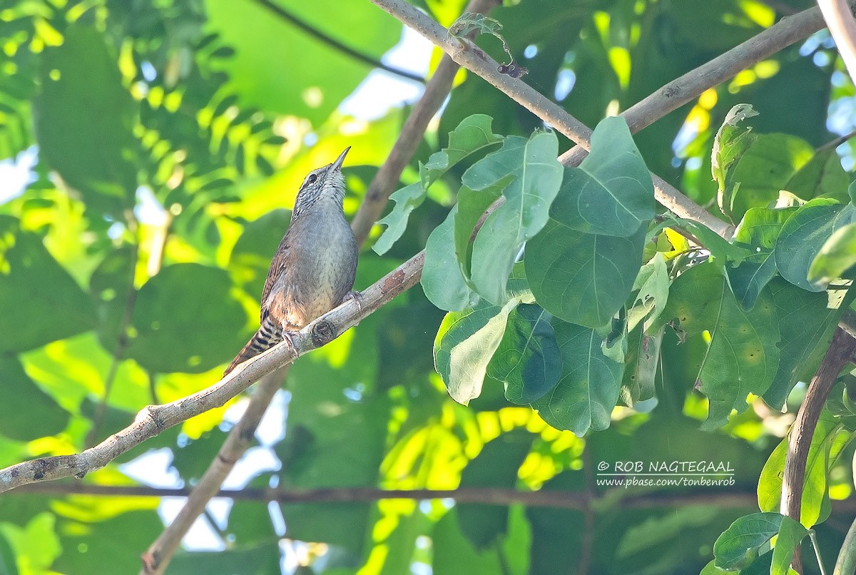 Sinaloa Wren - ML622867566