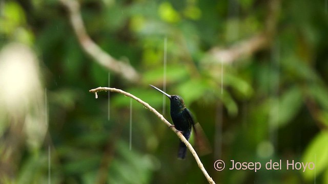 Blue-fronted Lancebill - ML622867590