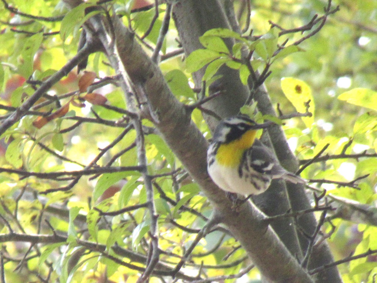 Yellow-throated Warbler - ML622867593
