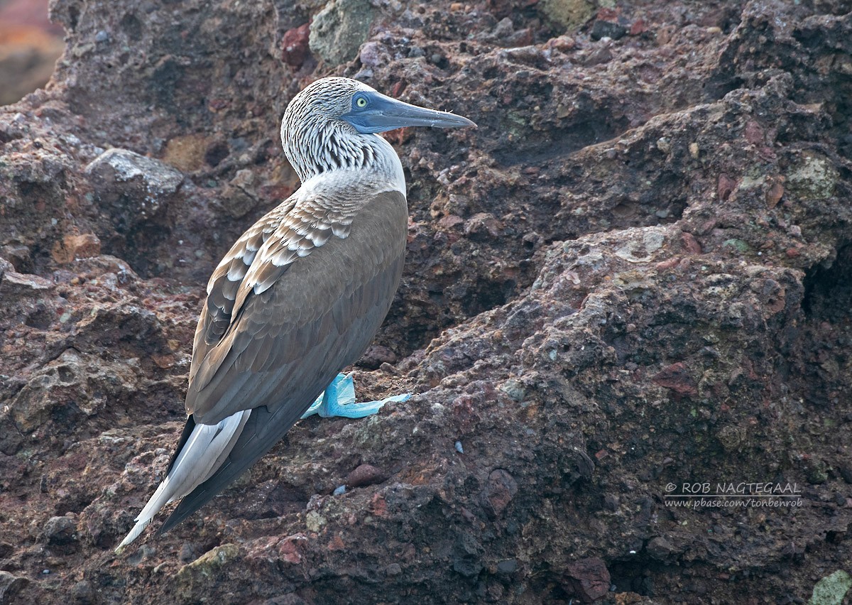 Blue-footed Booby - ML622867600