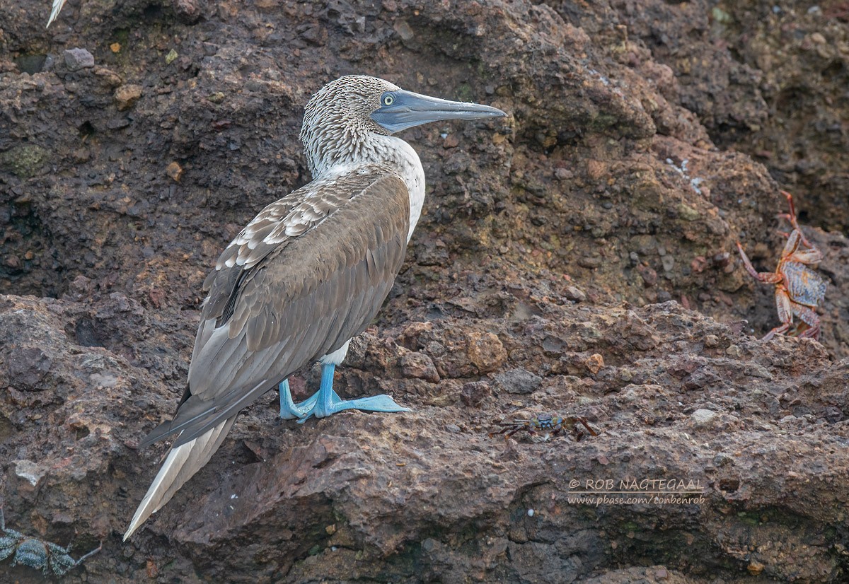 Blue-footed Booby - ML622867602