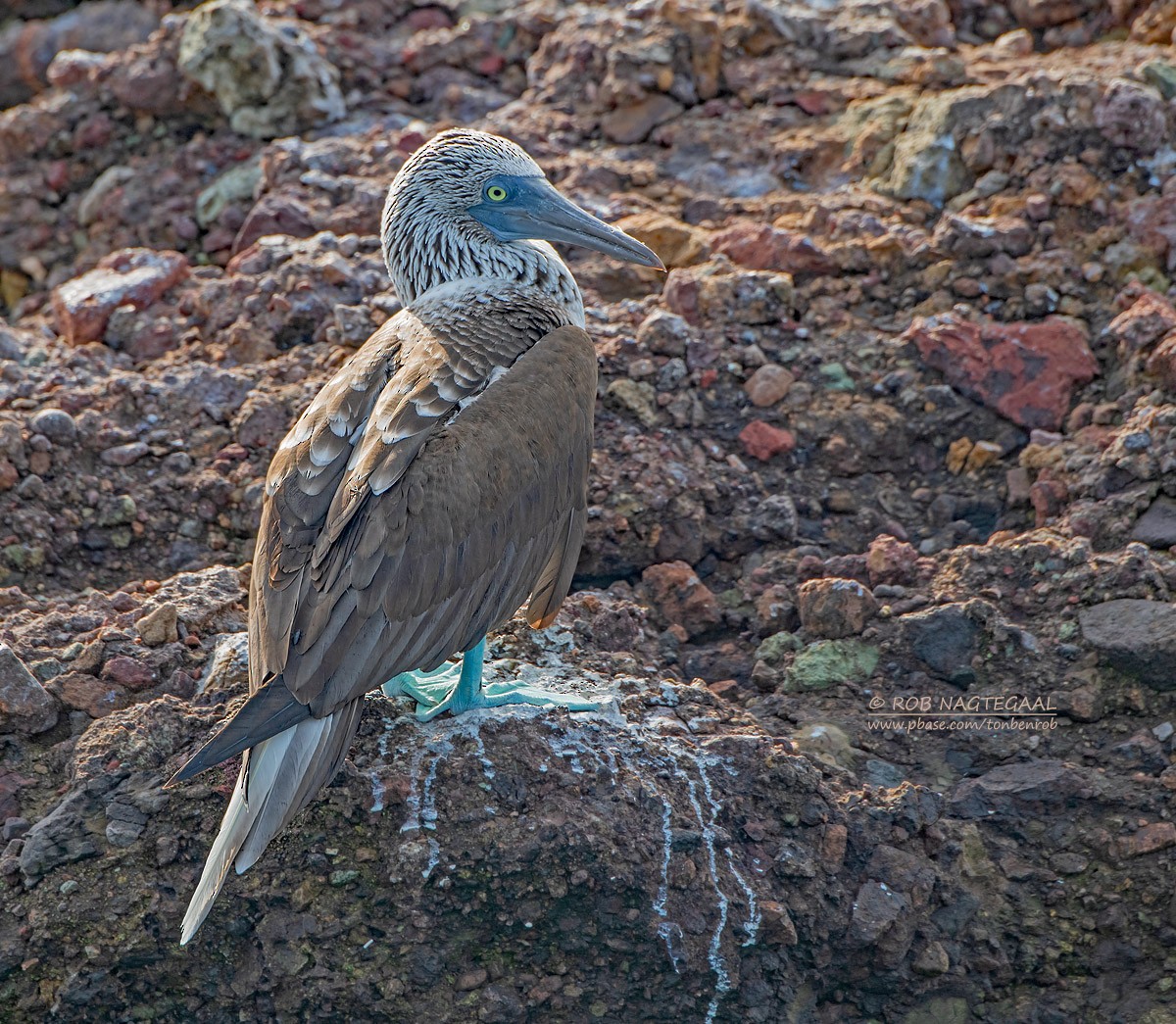 Blue-footed Booby - Rob Nagtegaal