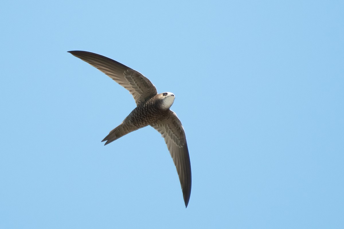Pallid Swift - ML622867609