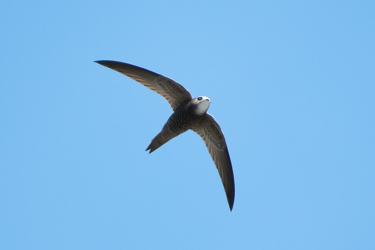 Pallid Swift - ML622867610