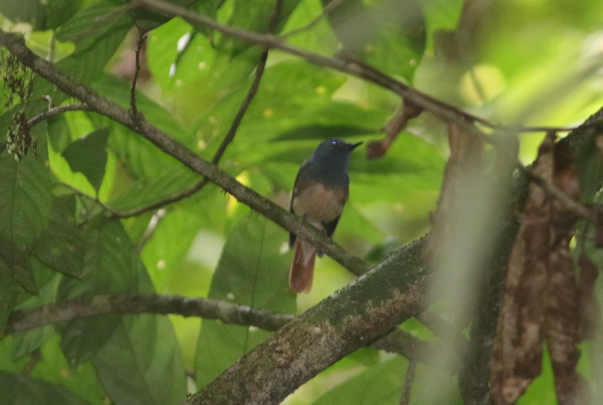 Rufous-winged Philentoma - ML622867621