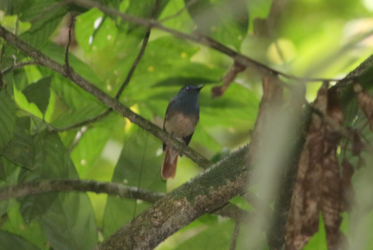 Rufous-winged Philentoma - ML622867626