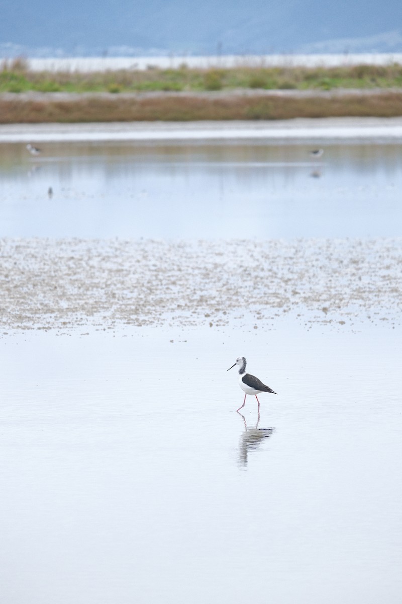 Pied Stilt - Tianwei Ruan