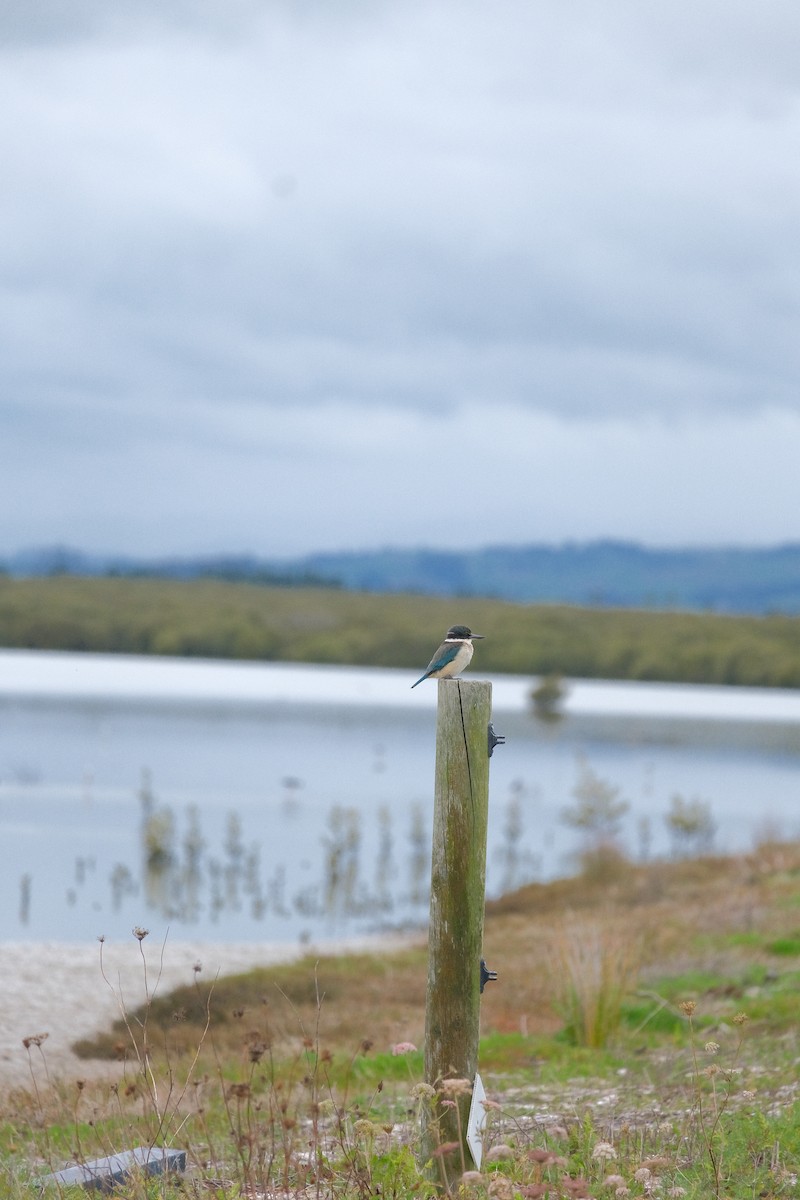 Sacred Kingfisher - ML622867658