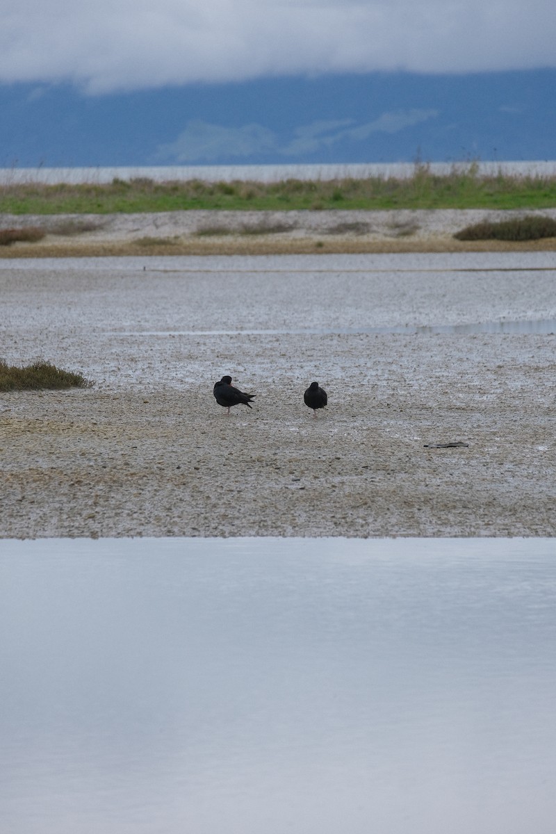 Variable Oystercatcher - ML622867678