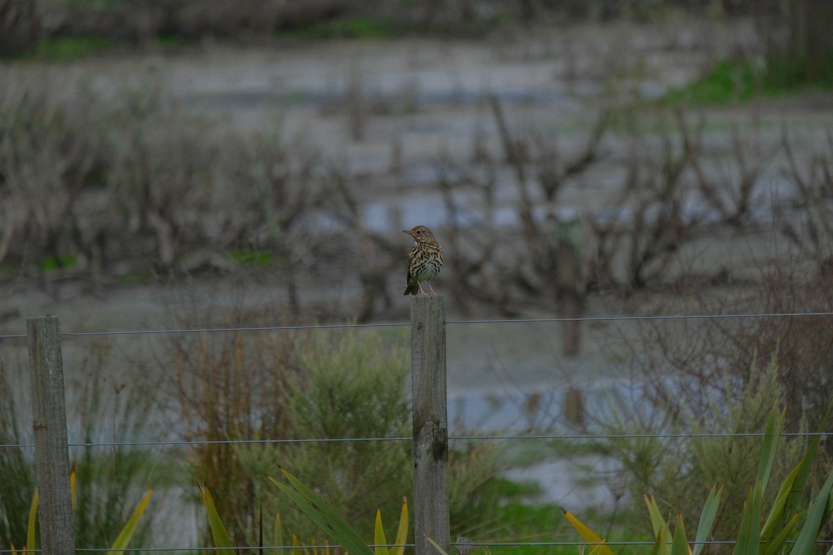 Song Thrush - ML622867691