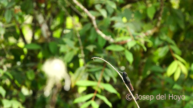 Blue-fronted Lancebill - ML622867703