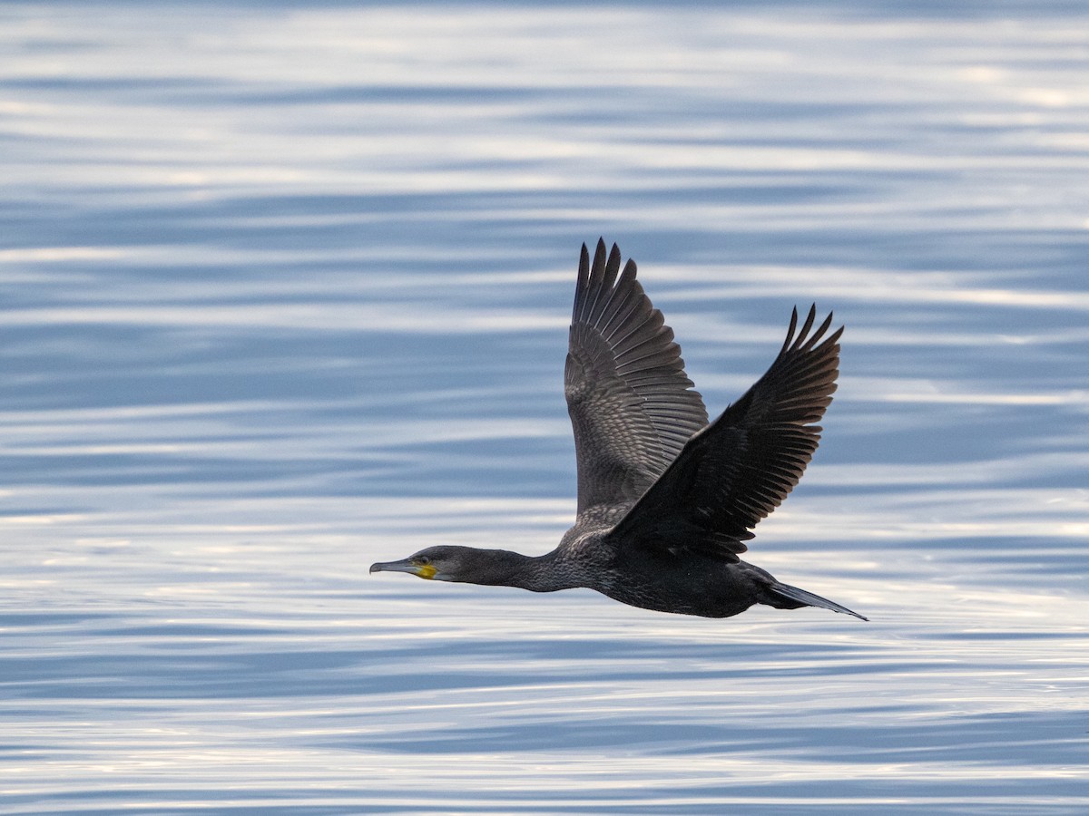 Great Cormorant - ML622867712