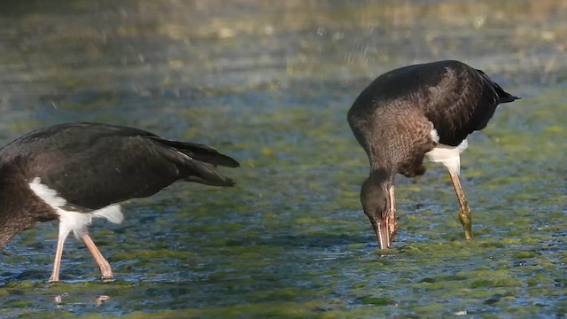Black Stork - ML622867731