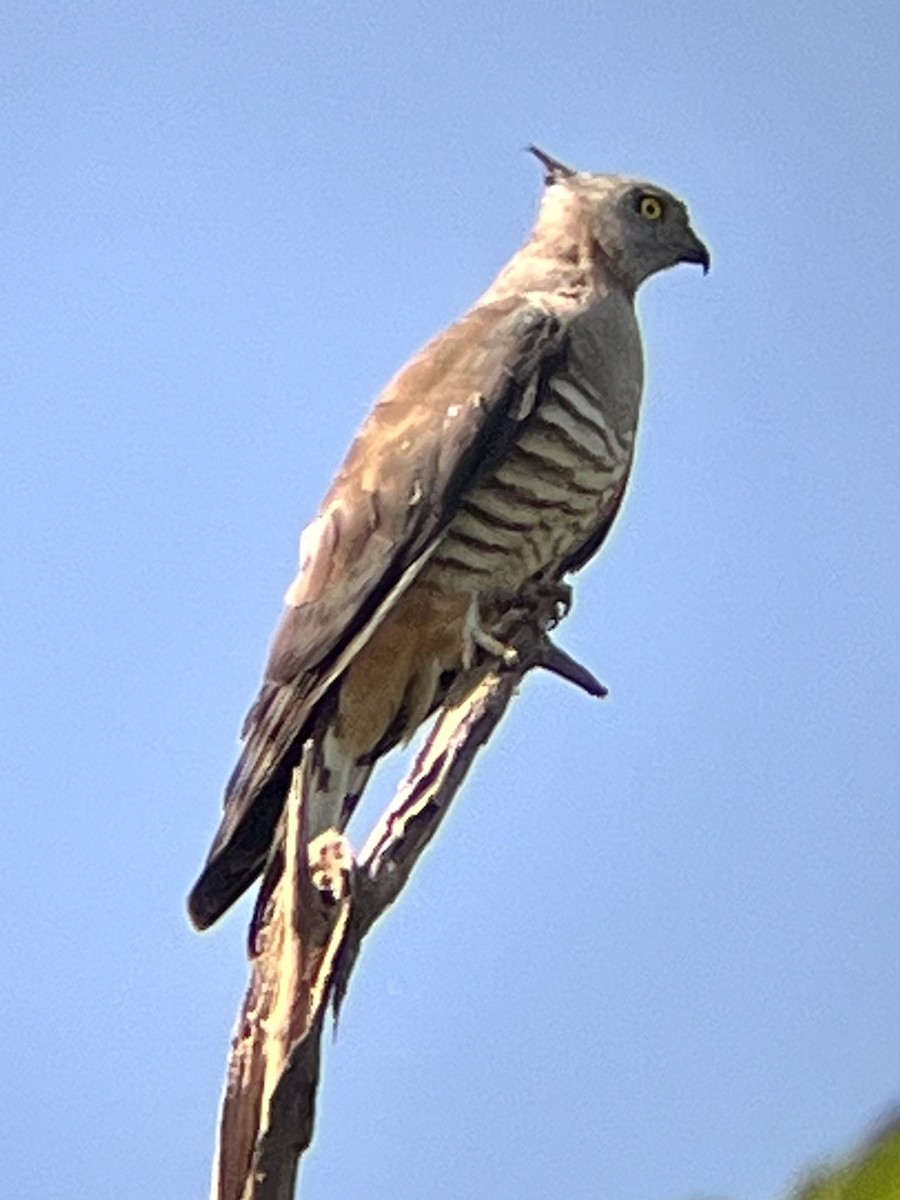 Pacific Baza - ML622867807