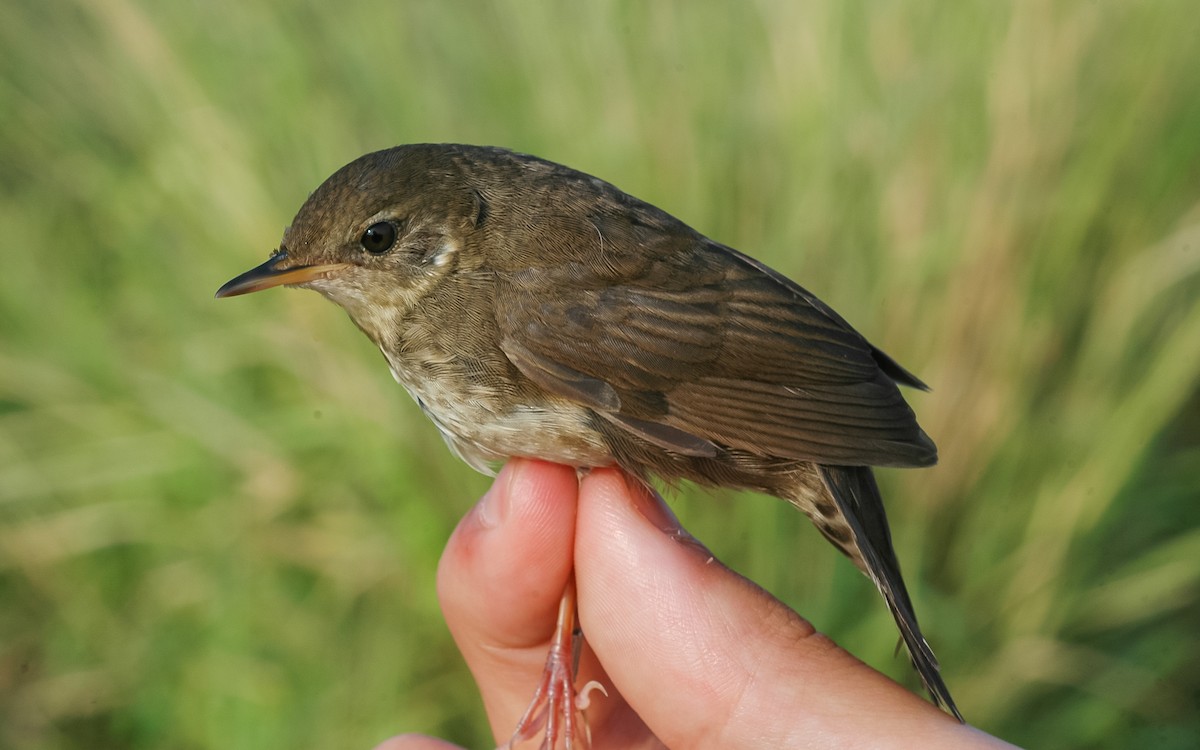 Baikal Bush Warbler - ML622867820