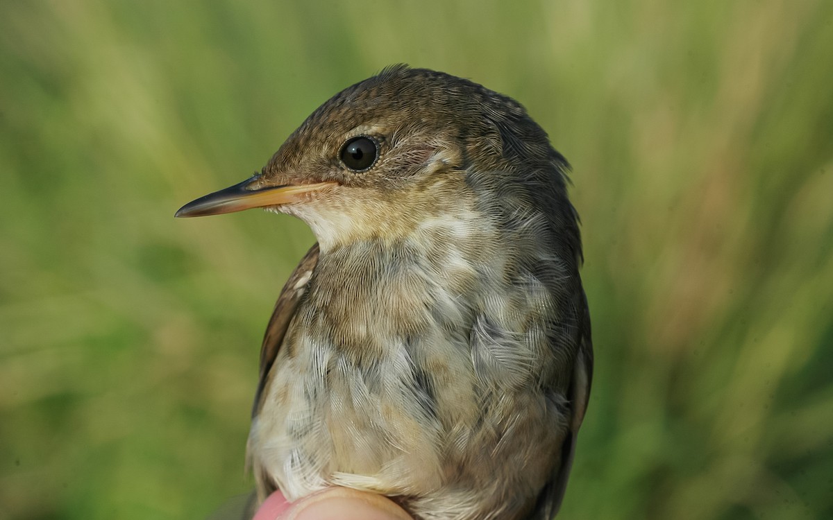 Baikal Bush Warbler - ML622867823