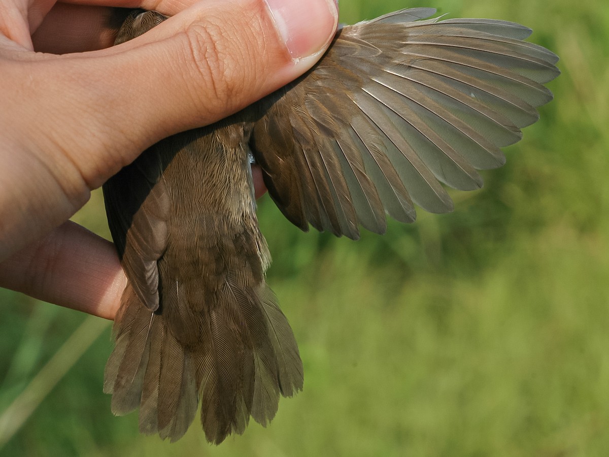 Baikal Bush Warbler - ML622867825