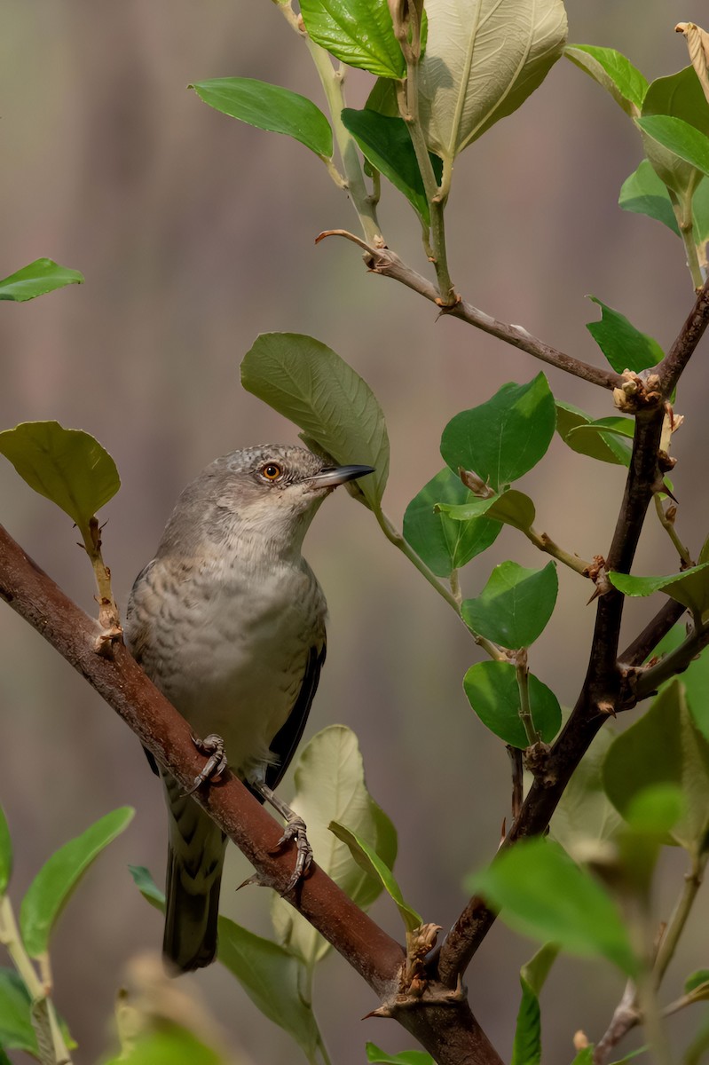 Barred Warbler - Muhammad Alhujeli