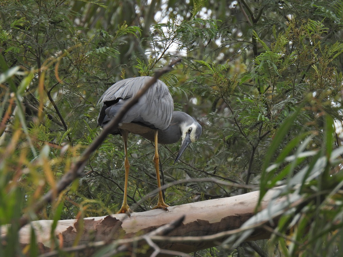 White-faced Heron - Pierre Alquier