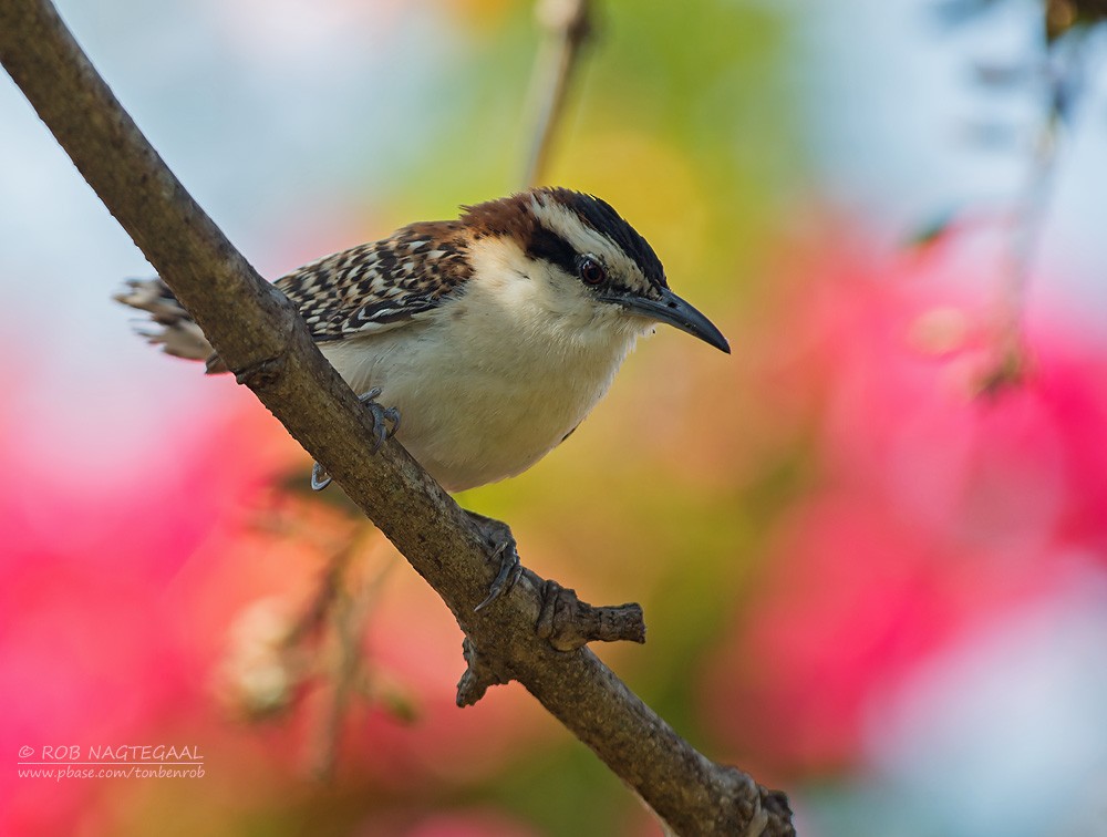 Rufous-naped Wren (Rufous-backed) - Rob Nagtegaal