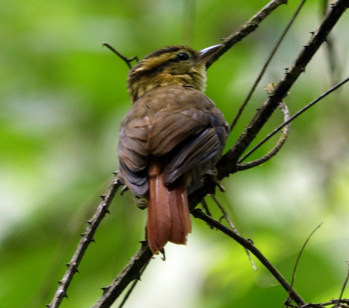 Sharp-billed Treehunter - ML622867903