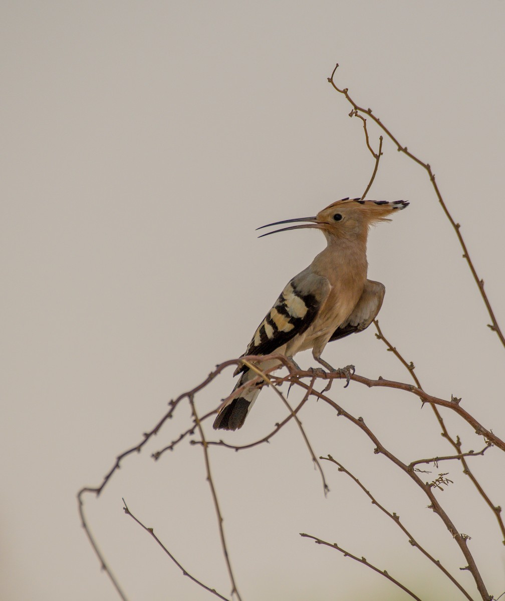 Eurasian Hoopoe - Renny Joseph