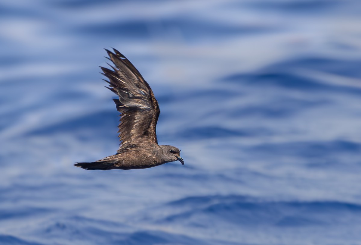 Swinhoe's Storm-Petrel - ML622867933