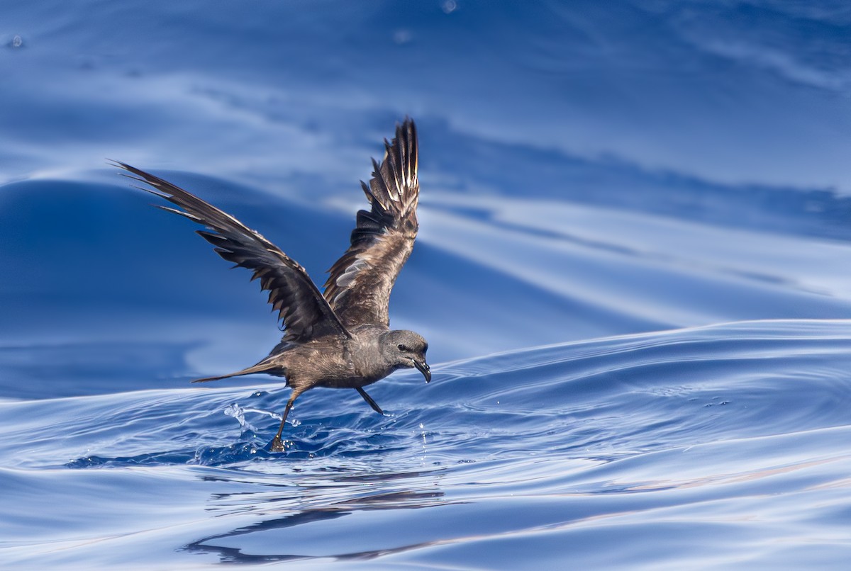 Swinhoe's Storm-Petrel - ML622867934