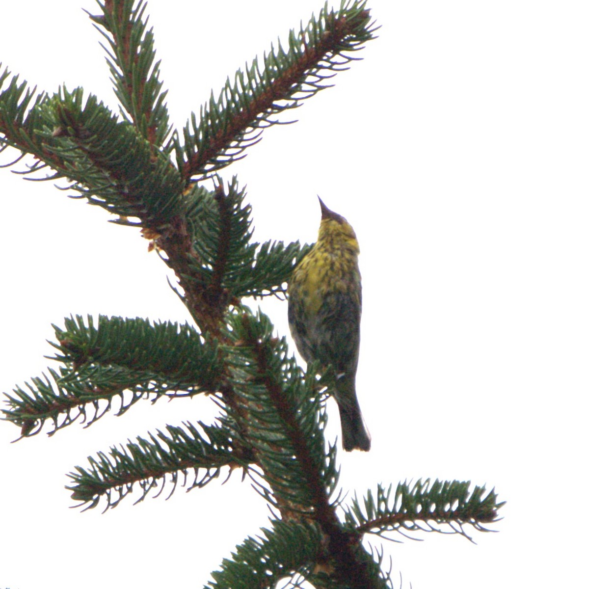 Cape May Warbler - ML622867958