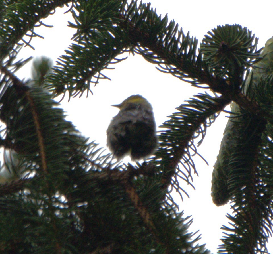 Cape May Warbler - ML622867962
