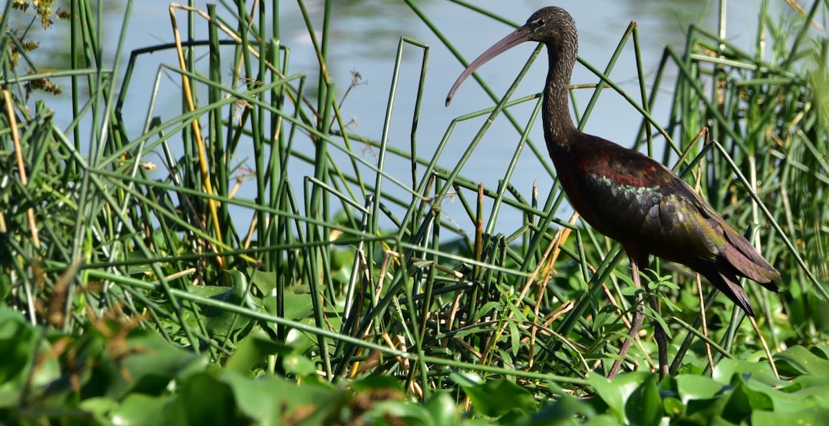 Glossy Ibis - ML622867997