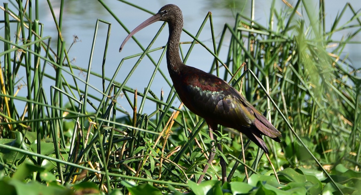 Glossy Ibis - ML622867998