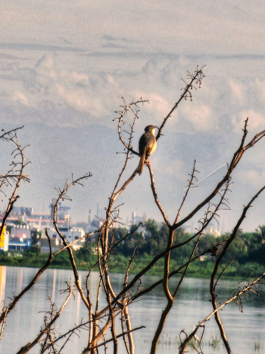 Ashy Prinia - ML622868005