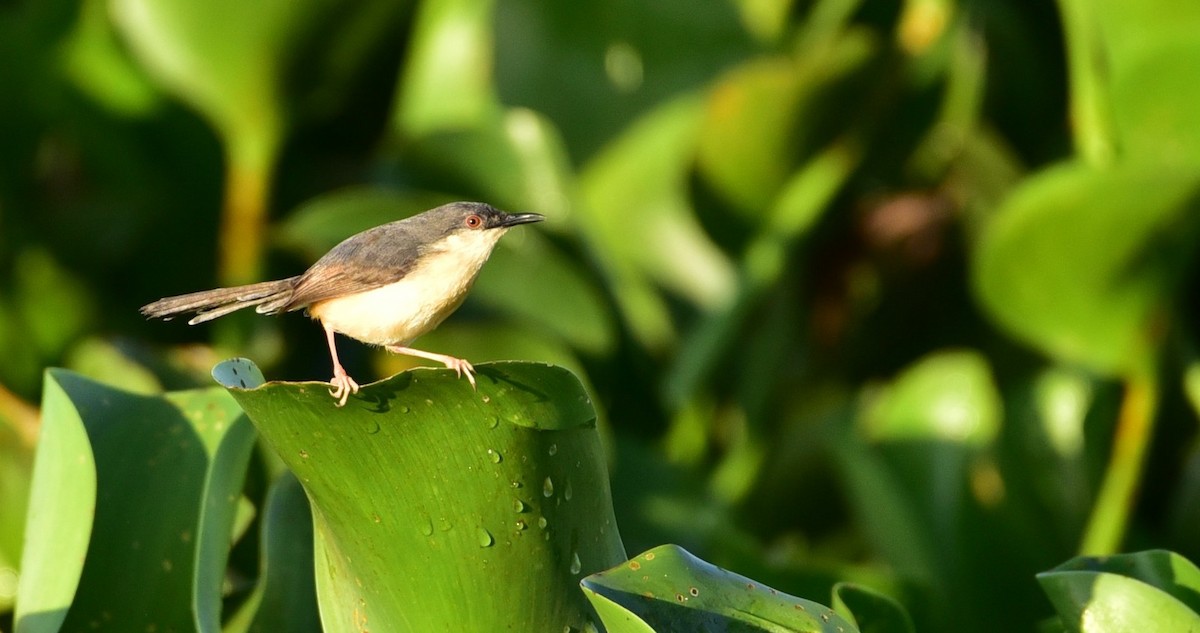 Ashy Prinia - Coimbatore Nature Society