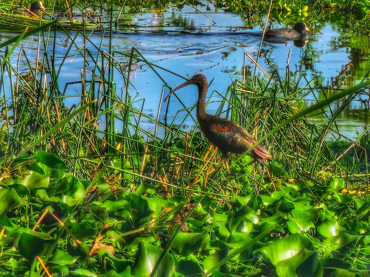 Glossy Ibis - ML622868011