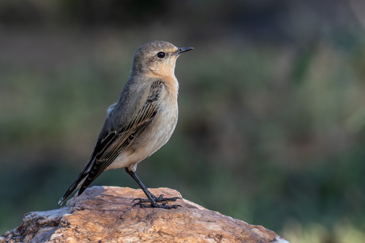 Northern Wheatear - ML622868016