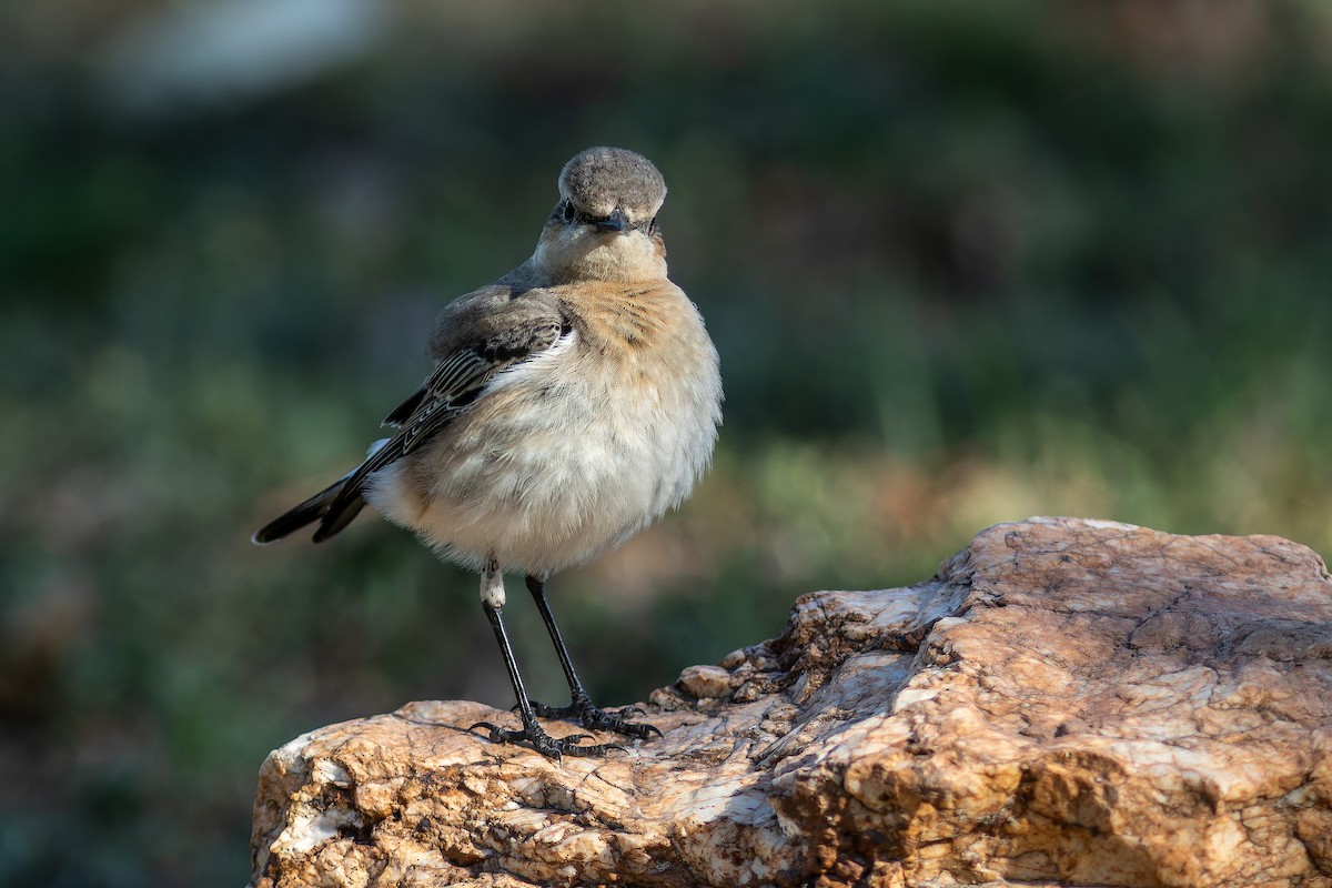 Northern Wheatear - ML622868017