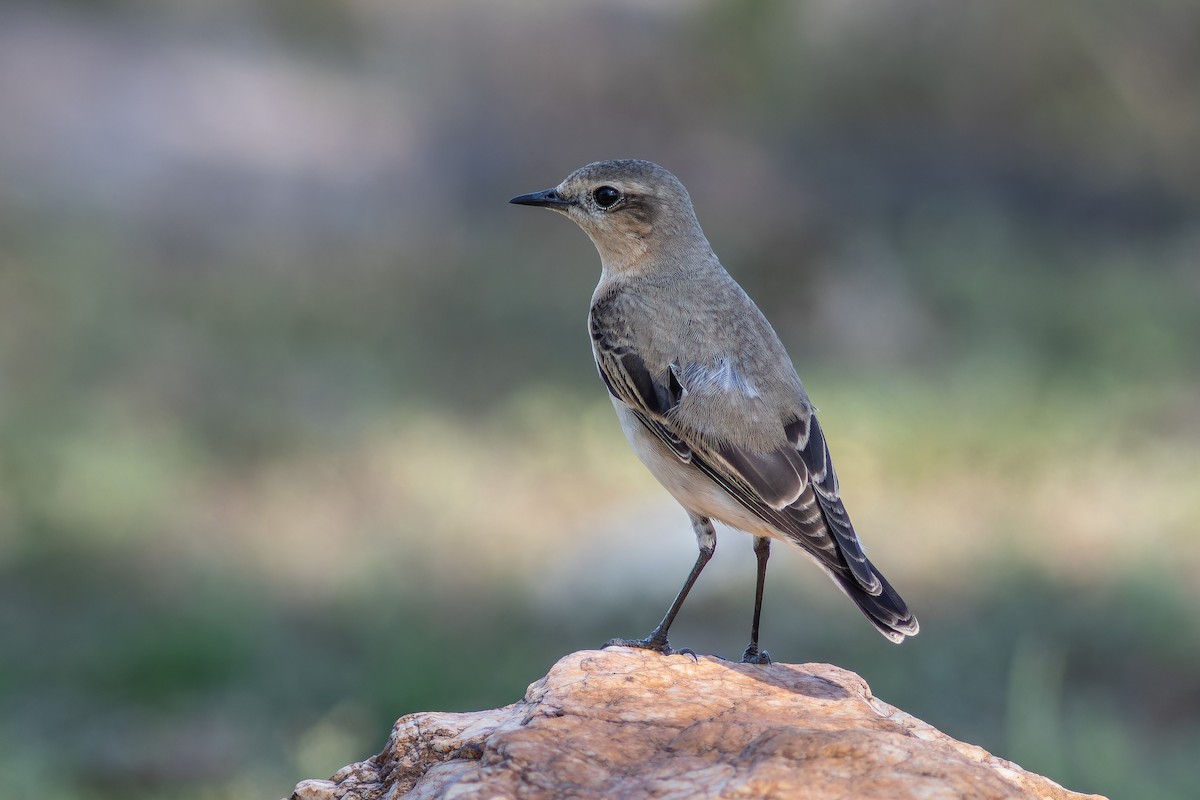 Northern Wheatear - ML622868018