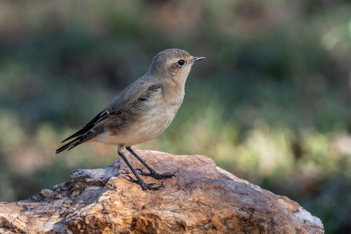 Northern Wheatear - ML622868019