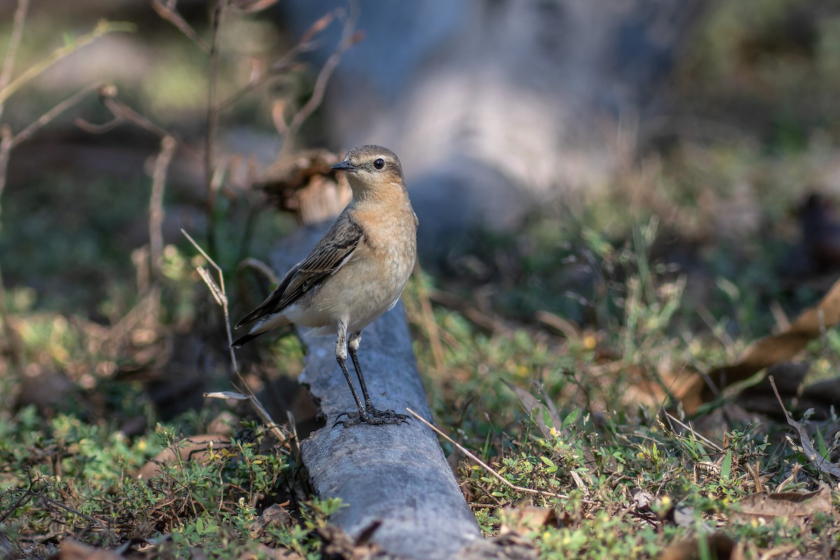 Northern Wheatear - ML622868020