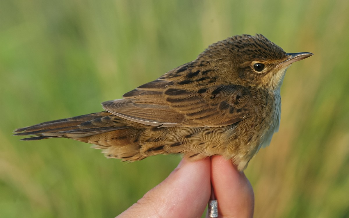 Lanceolated Warbler - Peter Kennerley