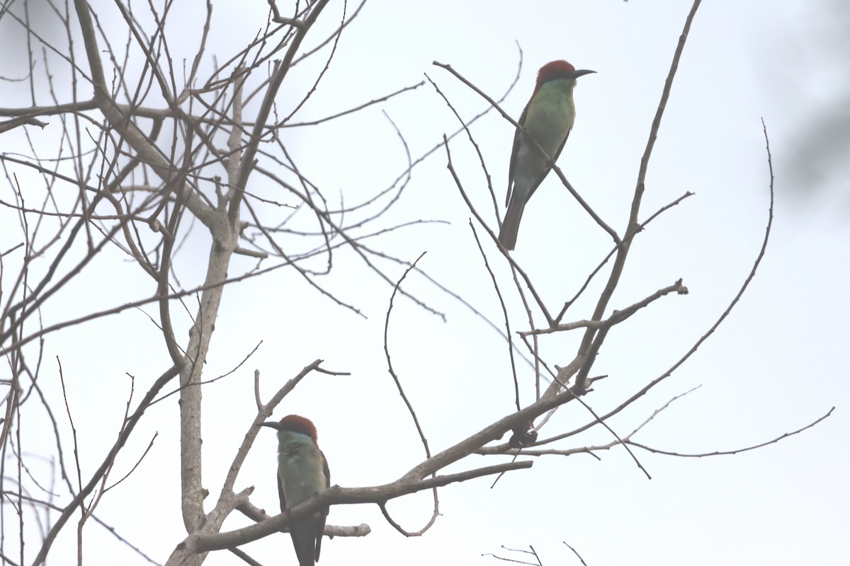 Rufous-crowned Bee-eater - ML622868085