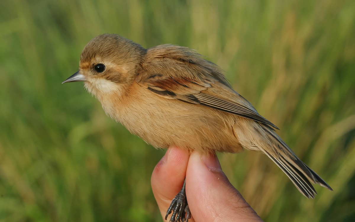 Chinese Penduline-Tit - ML622868090