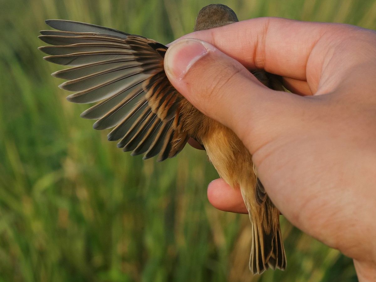 Chinese Penduline-Tit - ML622868093