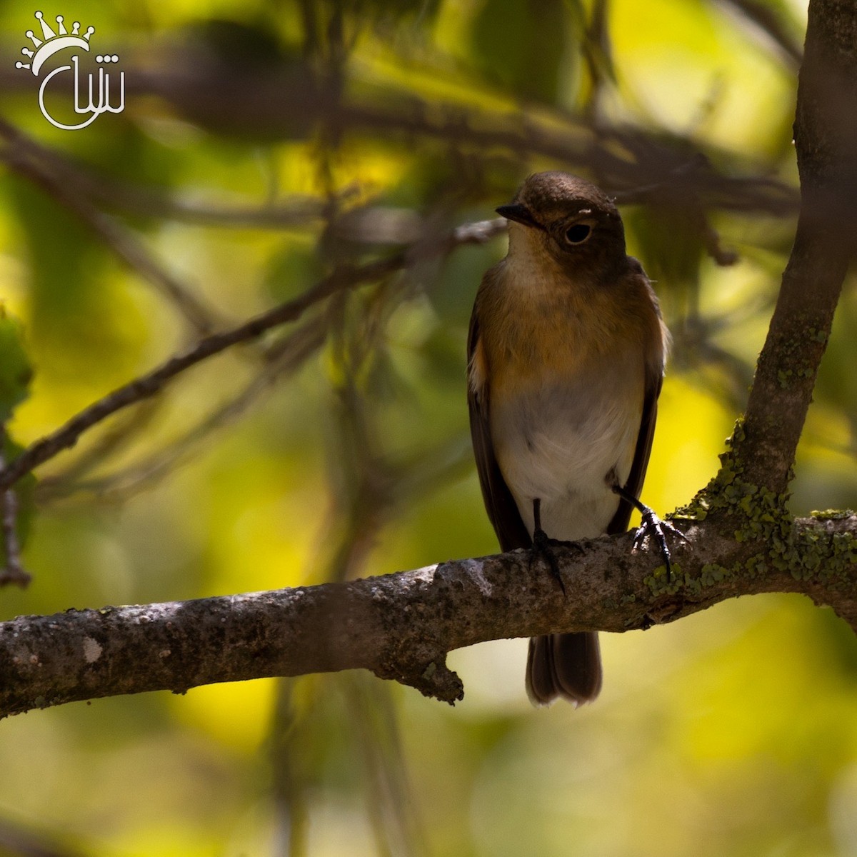 Red-breasted Flycatcher - ML622868104
