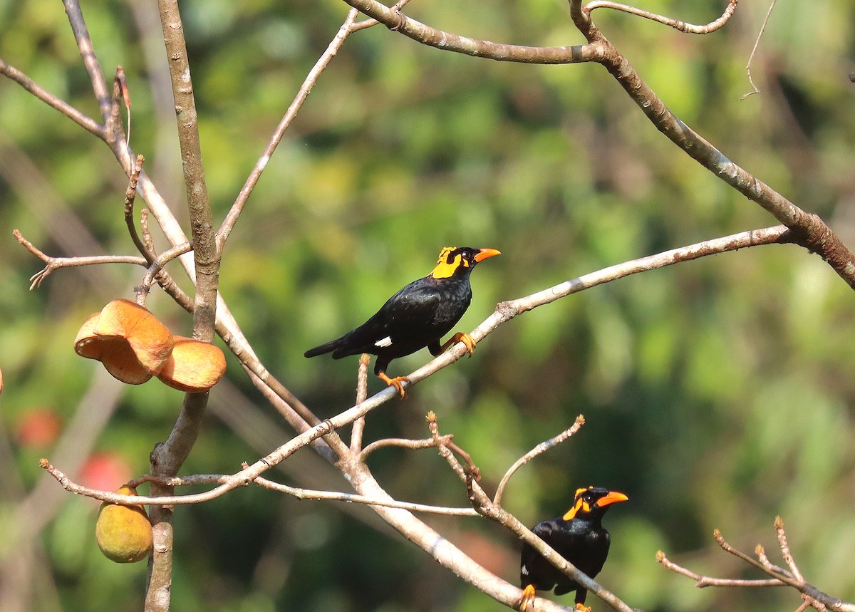 Southern Hill Myna - Wayne Paes