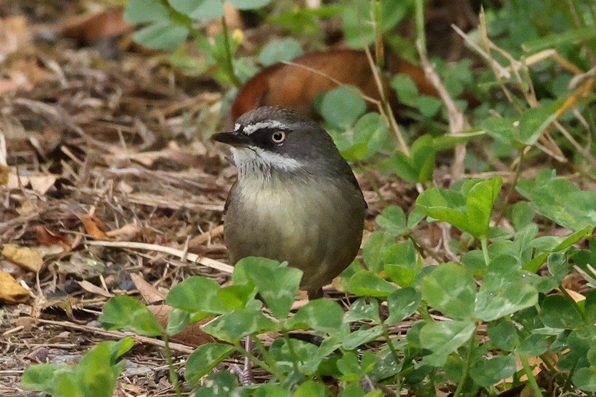 Weißbrauensericornis - ML622868134