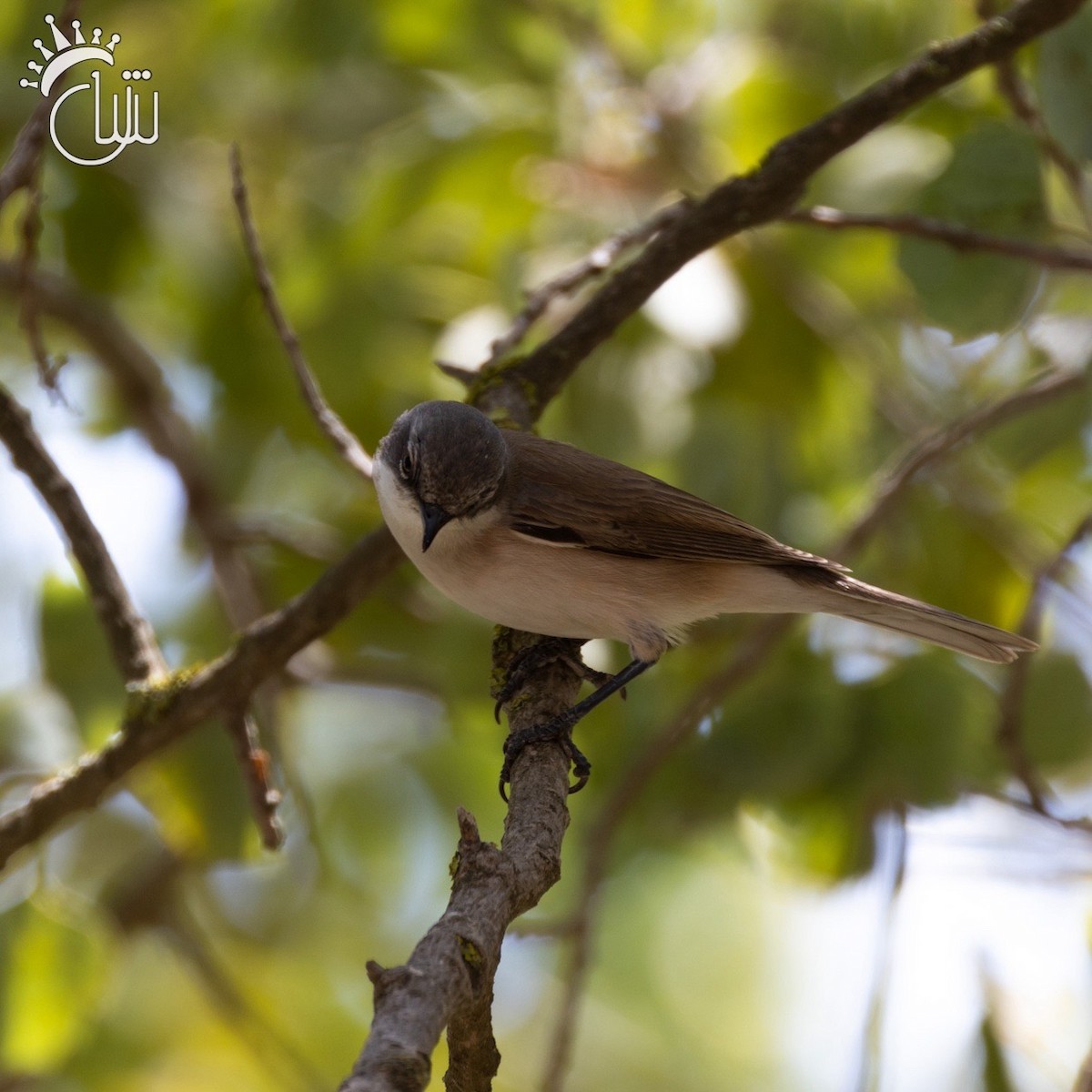 Lesser Whitethroat - ML622868136