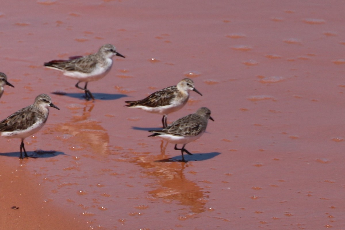 Little Stint - ML622868137