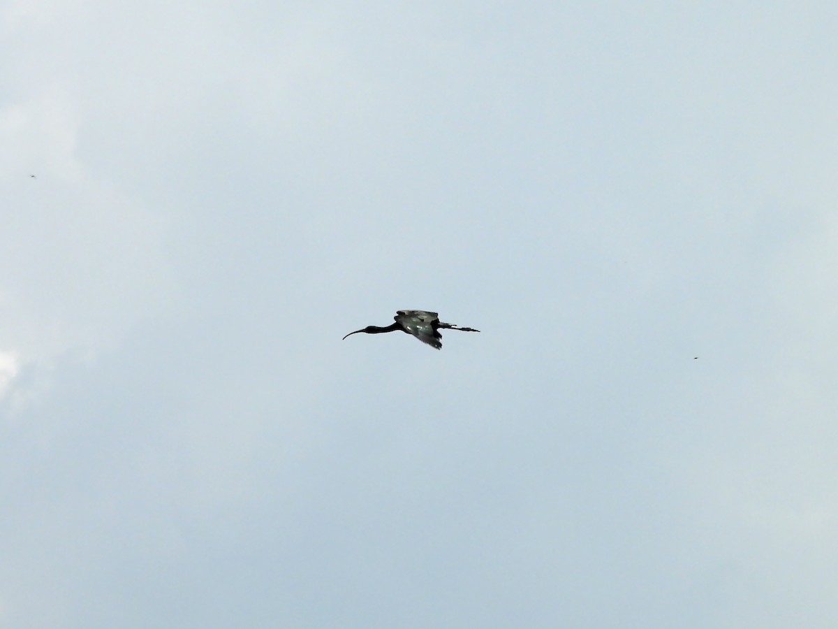 Glossy Ibis - Z.H. Li